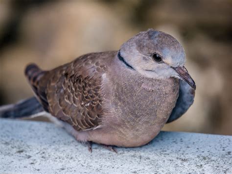 斑鳩死前的徵兆|隨處可見的斑鳩能不能吃，為何說吃斑鳩危害很大？它不會築巢？。